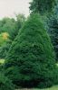 PICEA GLAUCA ''CONICA''